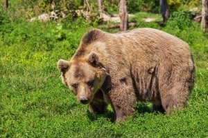Grizzly Bears